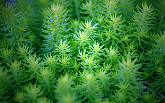 Зеленые растения макро обои,s изображение