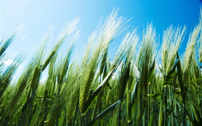 Зеленые поля пшеницы, голубое небо обои,s изображение