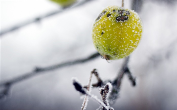 Зеленый, дикие фрукты, зима, мороз обои,s изображение