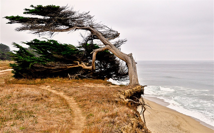 Half Moon Bay, Калифорния, США, побережье, дерево обои,s изображение