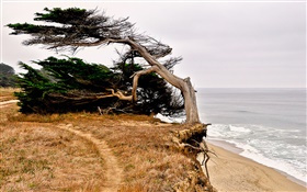 Half Moon Bay, Калифорния, США, побережье, дерево HD обои