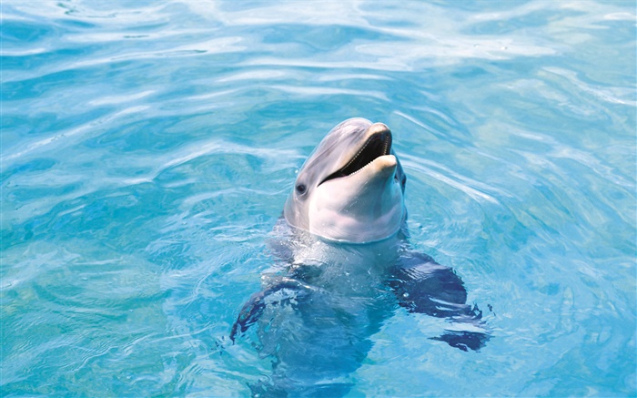 Счастливый дельфин, синее море обои,s изображение
