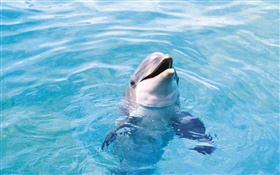 Счастливый дельфин, синее море HD обои