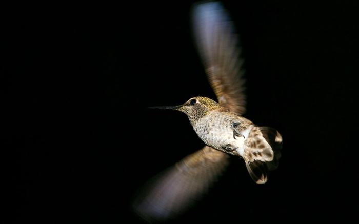 колибри полет, черный фон обои,s изображение