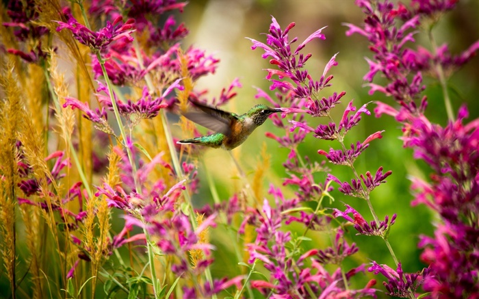 колибри, розовые цветы обои,s изображение