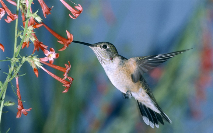 колибри, красные цветы обои,s изображение