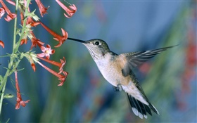 колибри, красные цветы HD обои