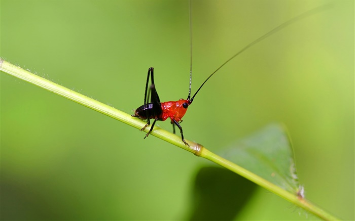 насекомое крикет крупным планом обои,s изображение