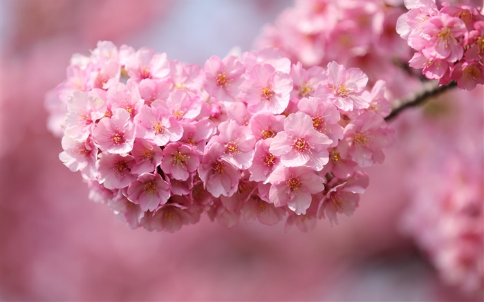 Япония сакура, ветки, розовые цветы, боке обои,s изображение