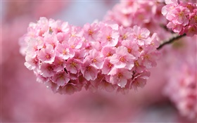 Япония сакура, ветки, розовые цветы, боке