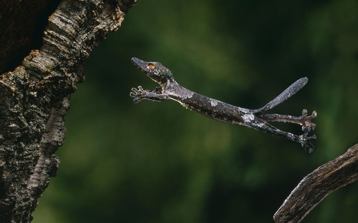 Лист-хвостатых геккон обои,s изображение