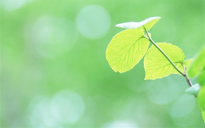 Листья макро, зеленый, боке обои,s изображение