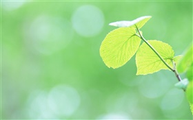 Листья макро, зеленый, боке HD обои