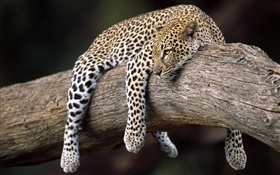 леопард на дереве HD обои