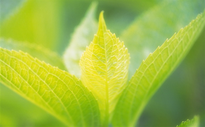 Светло-зеленый листья крупным планом обои,s изображение