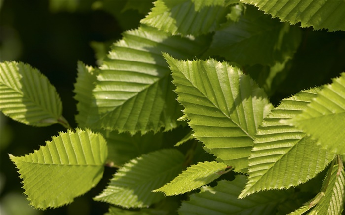 Светло-зеленые листья обои,s изображение