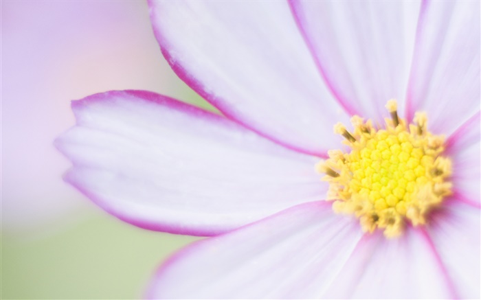 Светло-фиолетовый цветок крупным планом, лепестки обои,s изображение
