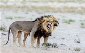 львы, Африка HD обои