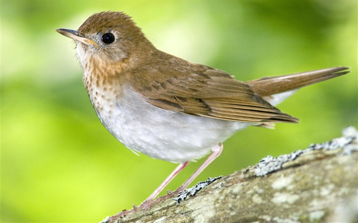 Маленькая птичка, Канада обои,s изображение