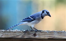 Одинокая синяя птица