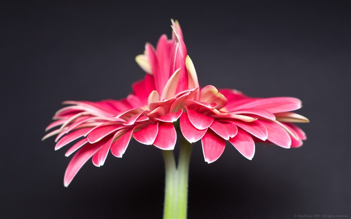 Одинокая розовый цветок, черный фон обои,s изображение