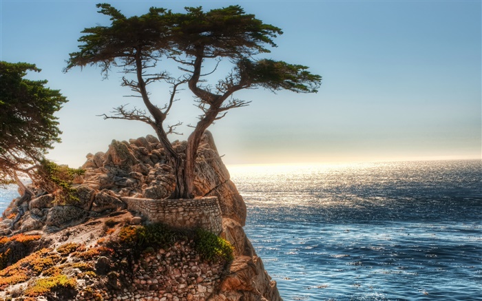 Одинокое дерево, скала, берег обои,s изображение