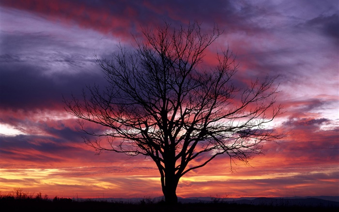 Одинокое дерево, силуэт, фиолетовый небо, сумерки обои,s изображение