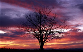 Одинокое дерево, силуэт, фиолетовый небо, сумерки