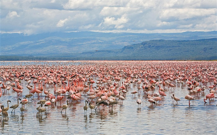 Многие фламинго, Национальный парк Озеро Накуру, Кения обои,s изображение