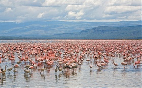 Многие фламинго, Национальный парк Озеро Накуру, Кения HD обои