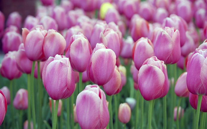 Многие фиолетовые тюльпаны цветы, боке обои,s изображение
