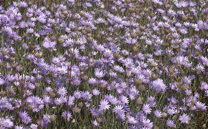 Многие дикие фиолетовые цветы обои,s изображение