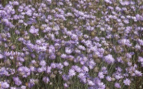 Многие дикие фиолетовые цветы