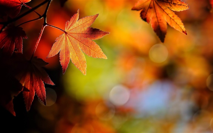 Кленовые листья крупным планом, красный, боке, осень обои,s изображение