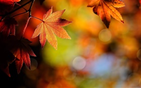 Кленовые листья крупным планом, красный, боке, осень