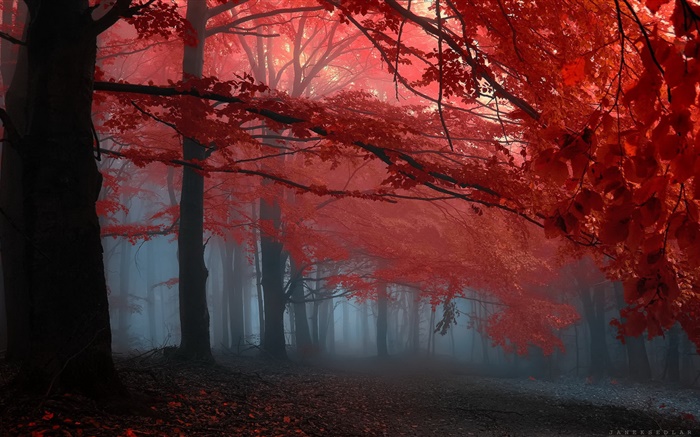 Mist, лес, деревья, осень, красные листья обои,s изображение