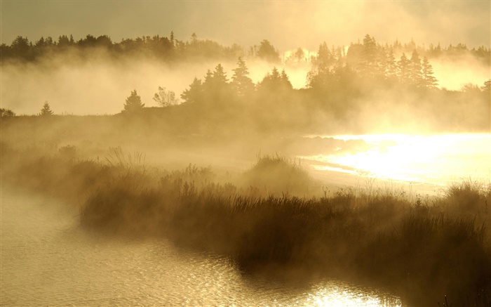 Утро, рассвет, поток, трава, туман обои,s изображение