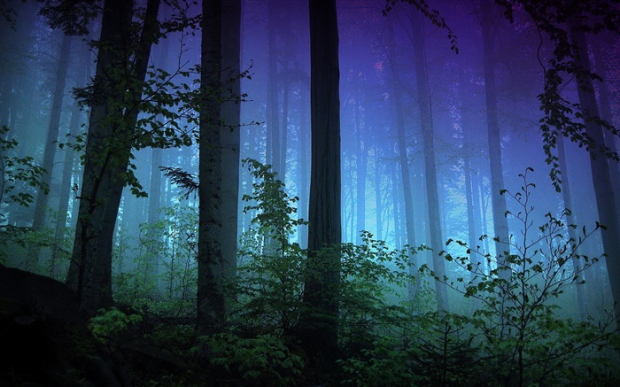 Утро, лес, деревья, туман обои,s изображение