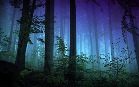 Утро, лес, деревья, туман