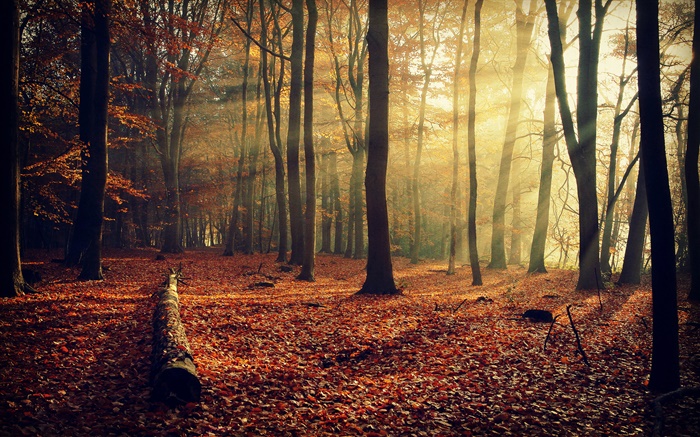 Утреннее солнце, лес, деревья, осень обои,s изображение