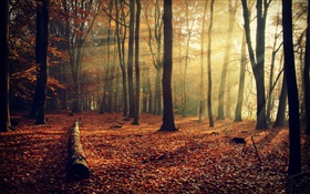 Утреннее солнце, лес, деревья, осень HD обои