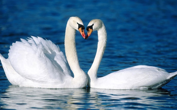 Лебедь-шипун, два белых лебедей, озеро обои,s изображение