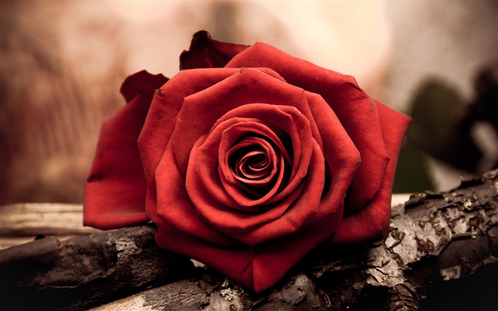Один красный цветок розы крупным планом обои,s изображение