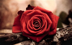 Один красный цветок розы крупным планом