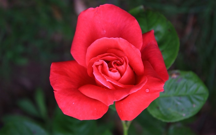 Один красный цветок розы обои,s изображение