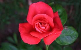 Один красный цветок розы HD обои