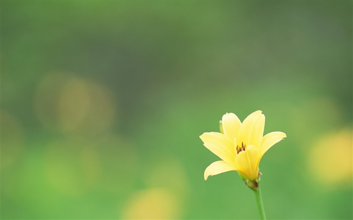Один желтый цветок, зеленый фон обои,s изображение
