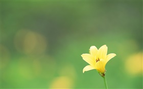 Один желтый цветок, зеленый фон HD обои
