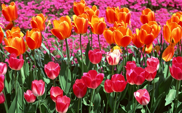 Оранжевый и розовый цвета, тюльпанов обои,s изображение