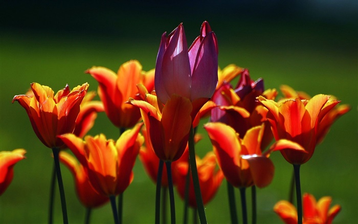 Оранжевый и фиолетовый тюльпан цветы обои,s изображение